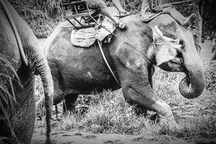 俩人藏大象肚子视频